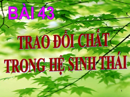 Giáo án Sinh học 12 - Bài 43: Trao đổi chất trong hệ sinh thái
