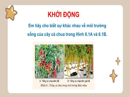 Bài giảng Công nghệ 10 (Cánh diều) - Bài 6: Ứng dụng công nghệ cao trong sản xuất 1 số giá thể cây trồng