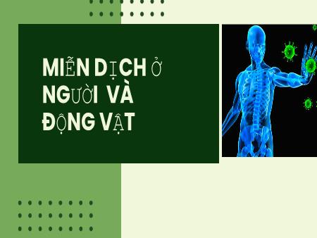 Bài giảng Sinh học 11 (Kết nối tri thức) - Bài 12: Miễn dịch ở người và động vật