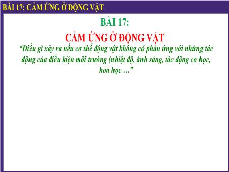 Bài giảng Sinh học 11 (Kết nối tri thức) - Bài 17: Cảm ứng ở động vật