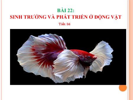 Bài giảng Sinh học 11 (Kết nối tri thức) - Tiết 56, Bài 22: Sinh trưởng và phát triển ở động vật